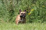 BOULEDOGUE FRANCAIS 087